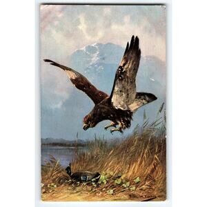 Vintage Muller Signed Artist Postcard Eagle Hunting Scene 1905